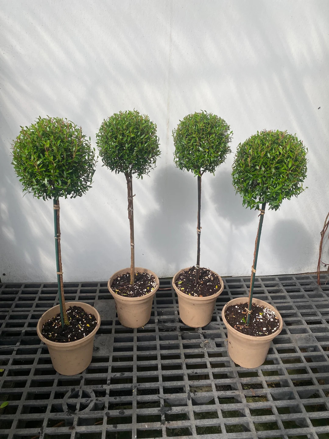 Myrtle topiary Tall 4 pack 6" pots 21"-24" tall | Etsy (US)