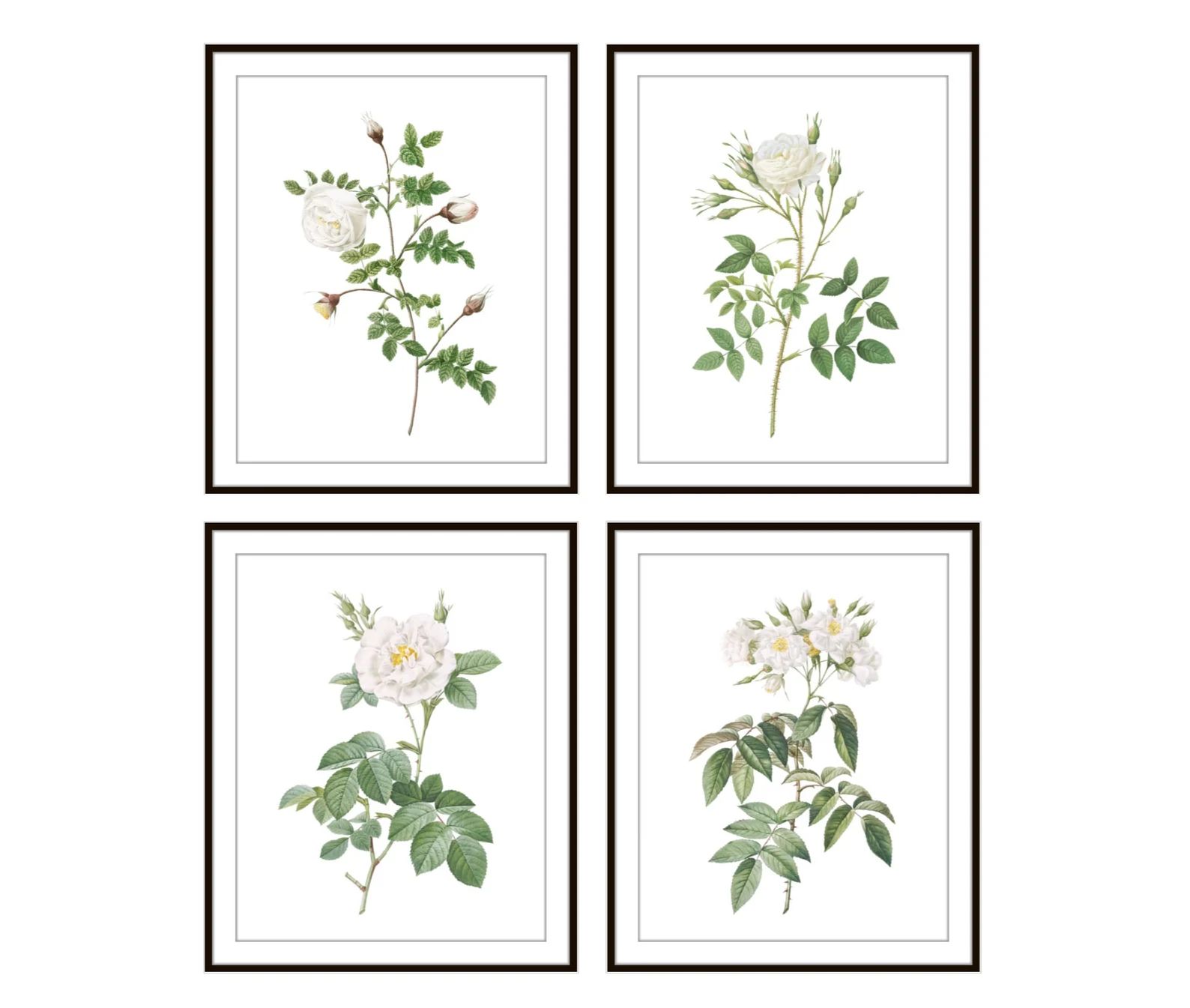 White Roses Set of 4 Digital Download, Vintage Rose Illustrations, White Flowers Botanical Wall A... | Etsy (US)