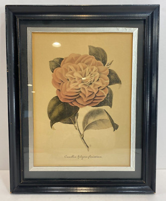 Vintage Antique Framed Camellias Fulgens Plenissima  | eBay | eBay US