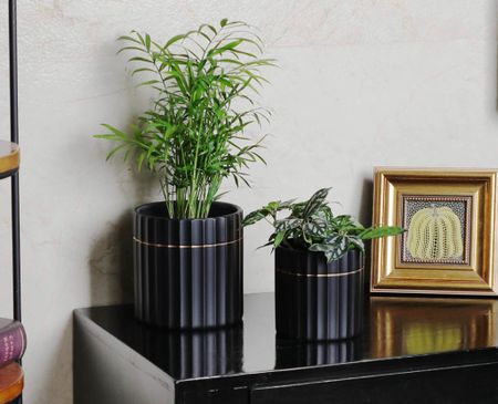 Amazon finds! The perfect black & gold planters! 🌱 

#LTKhome #LTKSeasonal #LTKFind