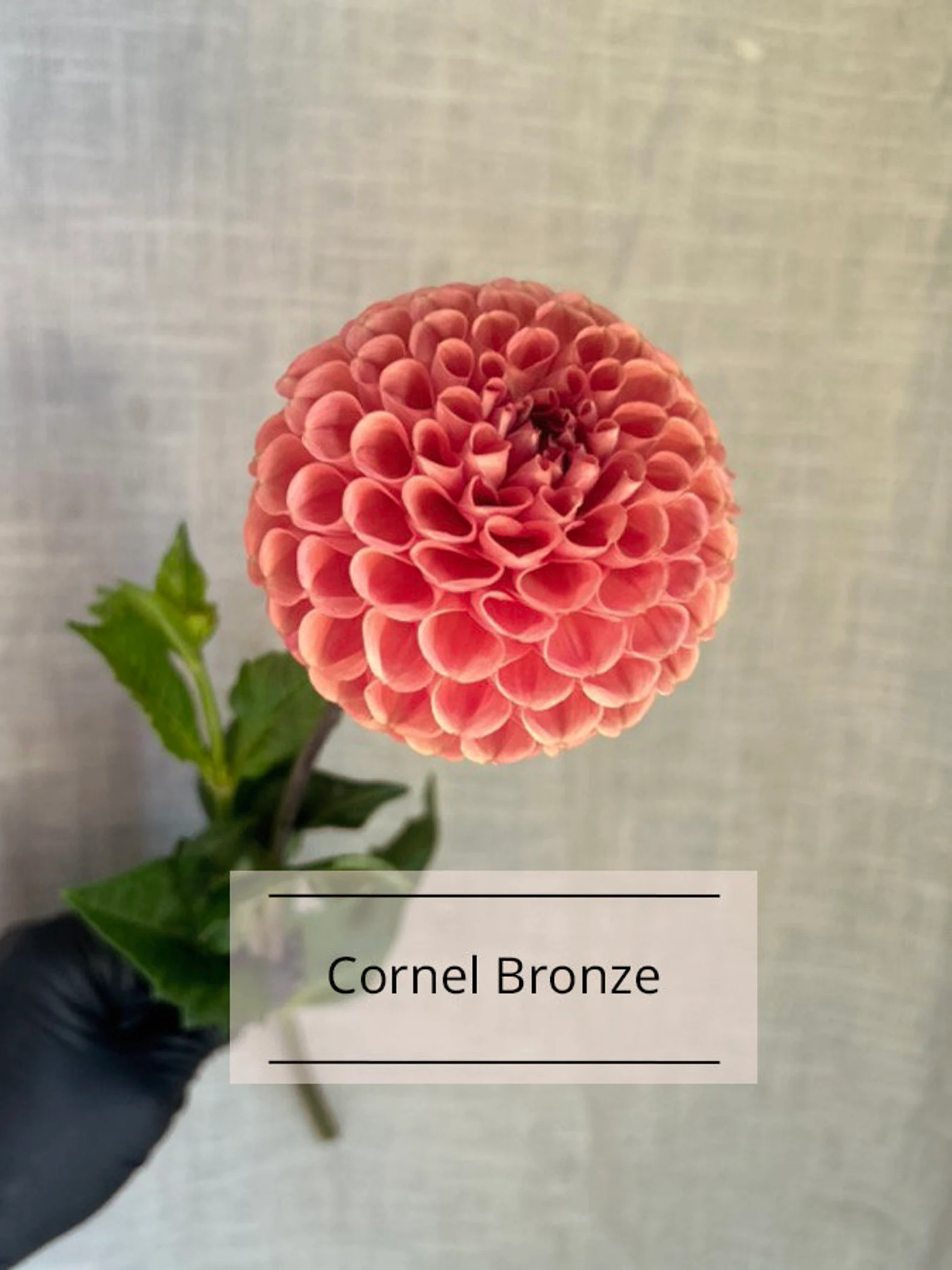 Dahlia Cornel Bronze Tubers Preorders - Etsy | Etsy (US)