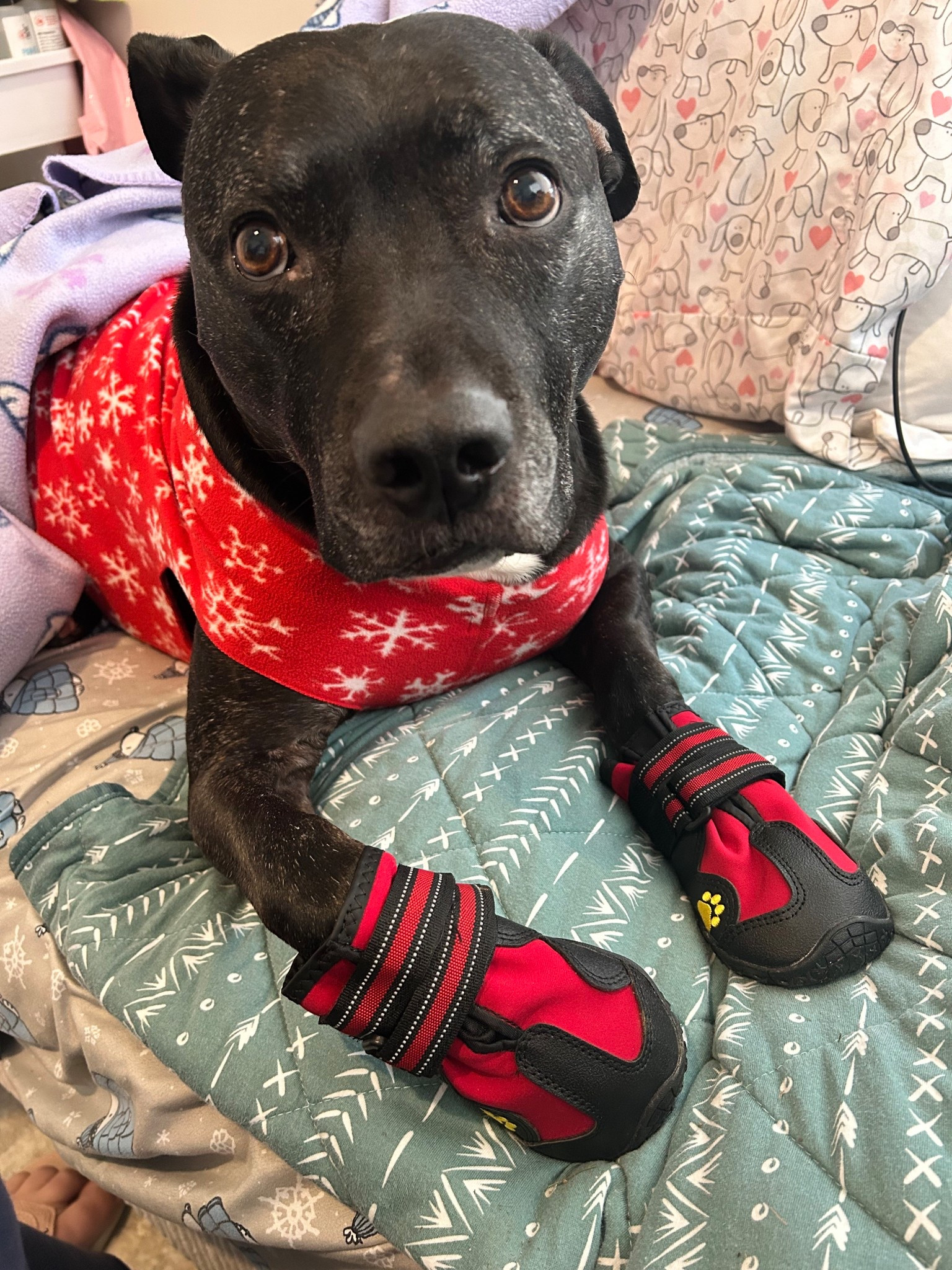 Winter walks made safer ❄️🐾
Paw protection for snow, ice, and salty sidewalks—Zuma approved. For reference Zuma wears a size 6.
#LTKpets #DogMomLife #WinterMustHaves


#LTKSaleAlert #LTKmomlife #LTKSeasonal
