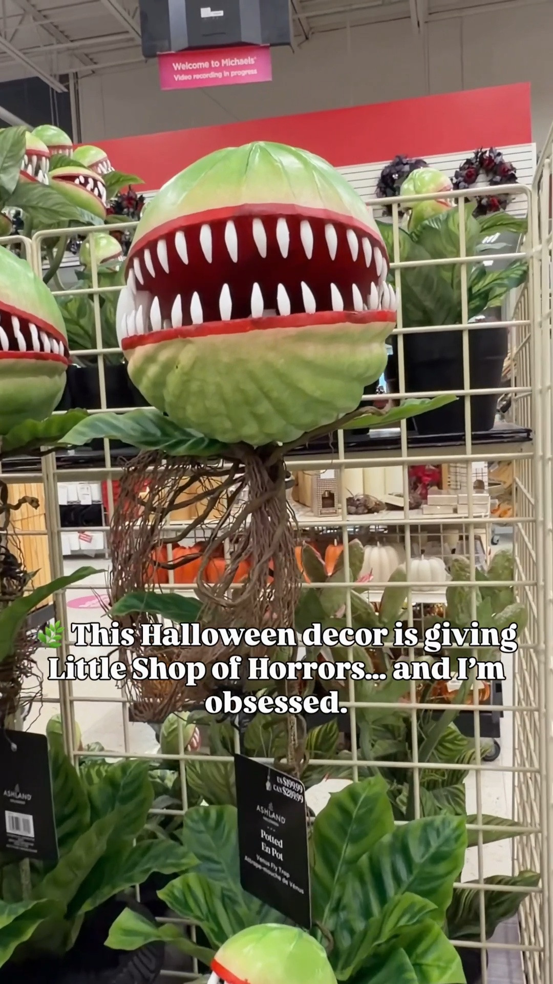 🪴🖤 Halloween decor that is giving Little Shop of Horrors… and I’m completely obsessed. 👀

These spooky plant-inspired finds are the perfect mix of creepy, quirky, and conversation starters. If you’re looking for Halloween decor that’s a little different this year, these are so much fun.

I linked all of my favorite finds so you can grab them before they disappear! 🌿👻

#LTKHalloween #HalloweenDecor #SpookySeason #LTKHome #HalloweenFinds