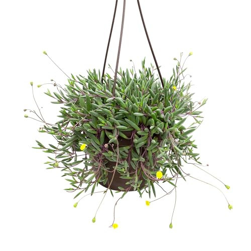 Ruby Necklace Succulent Vine Hanging Basket, Othonna capensis, Live Succulents Plants Live Houseplants, House Plants Indoors Live Indoor House Plants, Unique Live Plant Basket by Plants for Pets | Amazon (US)