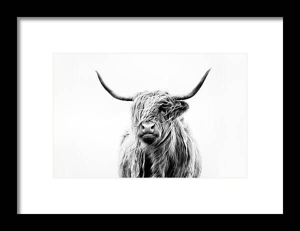 Portrait Of A Highland Cow Framed Print | Fine Art America