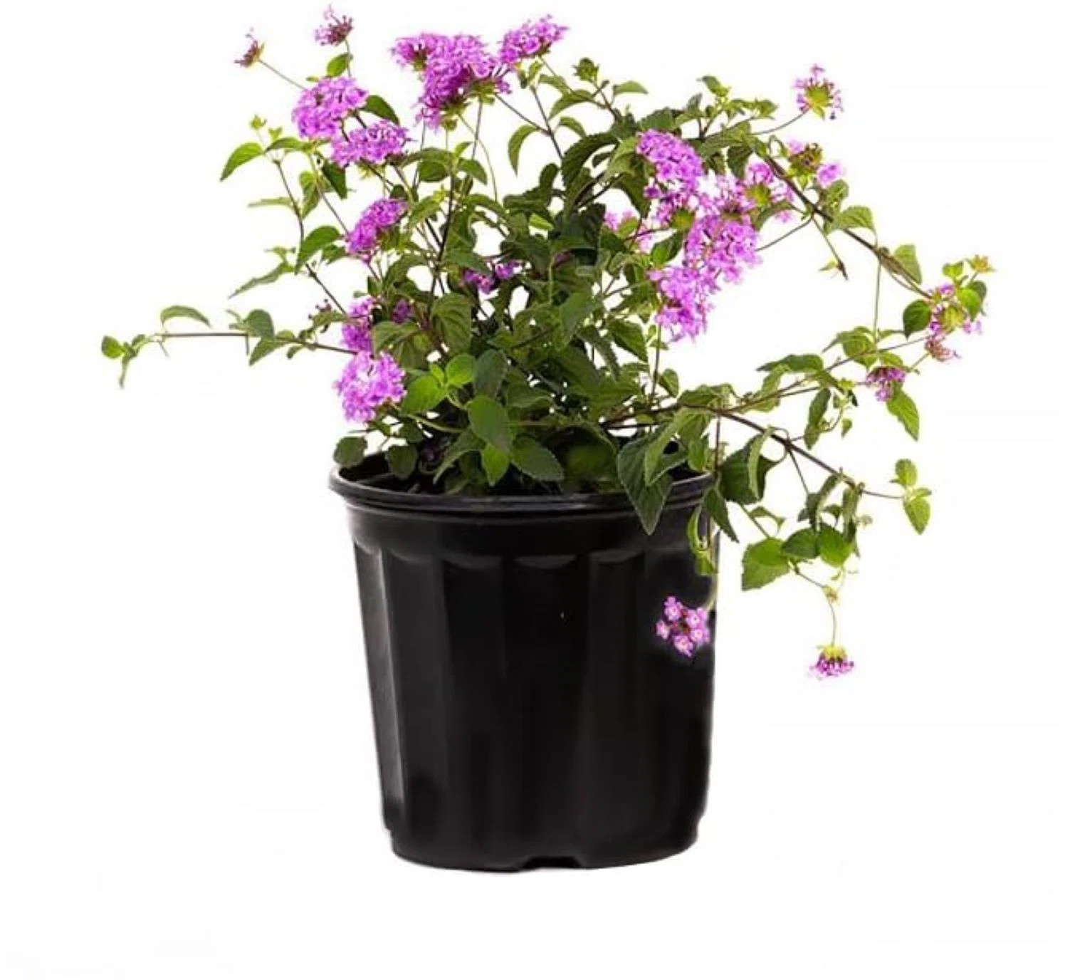 Flowering American Plant Exchange Lantana Lavender, 6-Inch Pot, Drought Tolerant Live Plant, Purp... | Wayfair North America