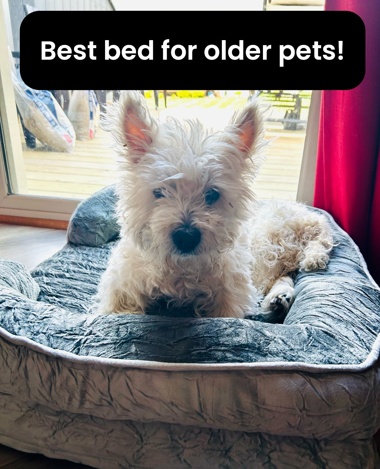 My precious 17.5 year old Westie absolutely loves this orthopedic pet bed - and it’s on major sale today at Amazon!! Highly recommend for older pets, as it’s designed to be easy on and supportive of their joints. 🐶

#LTKSaleAlert #LTKHome #LTKdayinmylife
