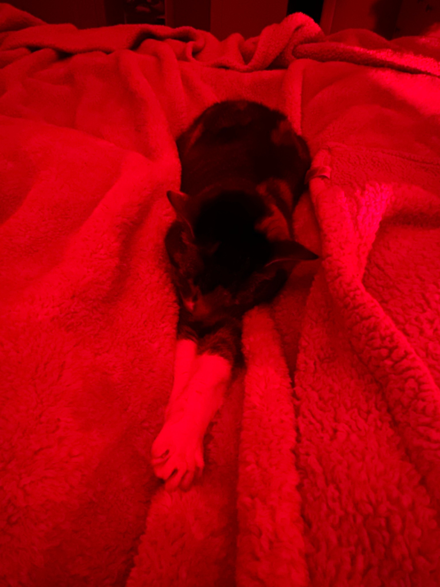 Hatch Restore
Red light
Bedtime routine 

#LTKPets #LTKHome