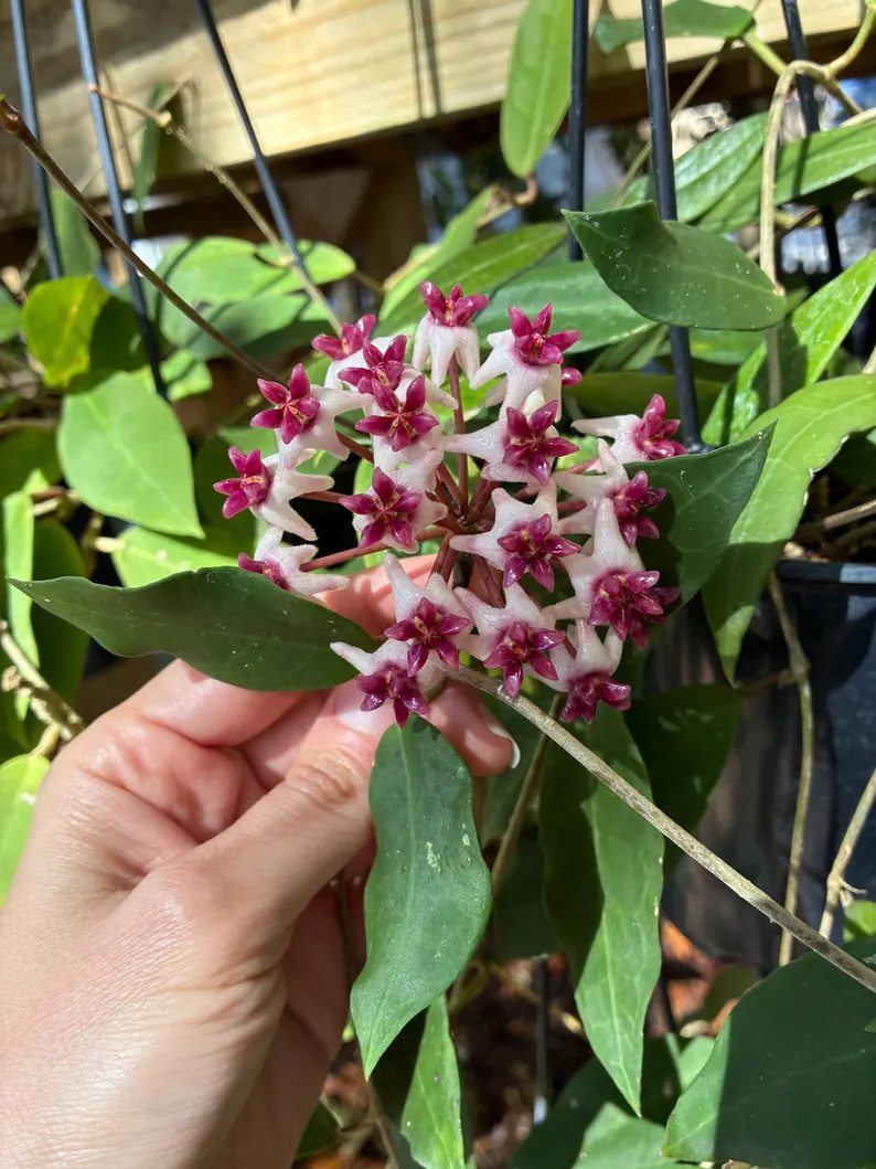 Hoya Patricia | Rare Hybrid Hoya Plant | Etsy (Global)