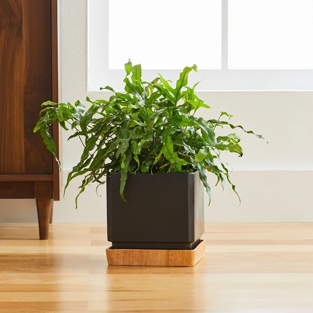 Better Homes and Gardens 8.3 in D Black Zane Ceramic Planter, 8.3" L x 8.3" W x 8.5" H | Walmart (US)