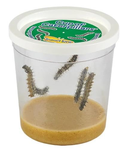 Insect Lore Cup of Caterpillars Basic | 5 Live Baby Painted Lady Caterpillars | Refill for Habita... | Amazon (US)