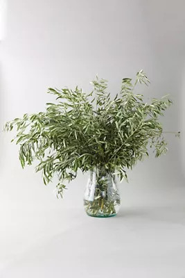 Fresh Olive Branch Bunch | Anthropologie (US)