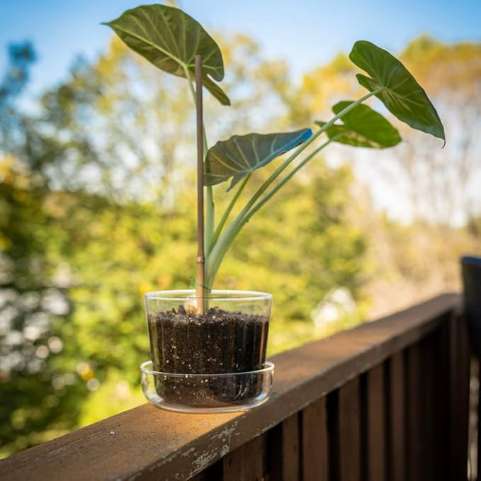 Sheer Glass Pot Planter with Drainage Holes & Tray - Decorative & Modern for All House Plants (6 ... | Amazon (US)