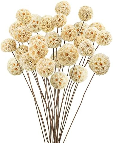 24 PCS Dried Craspedia Billy Balls Flowers, 18” Natural Dried Flowers Bouquet for Vase Floral A... | Amazon (US)