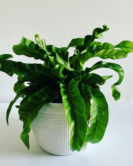 Happy National Houseplant appreciation day! 🌿

I love the curly fronds on this Hurricane Fern. She is a showstopper like most ferns are. 🌿





#LTKSeasonal #LTKhome #LTKsalealert