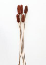 Pack of 5 - Dried Dipsacus Thistle in Brown Orange - 30-32" Tall | Afloral (US)