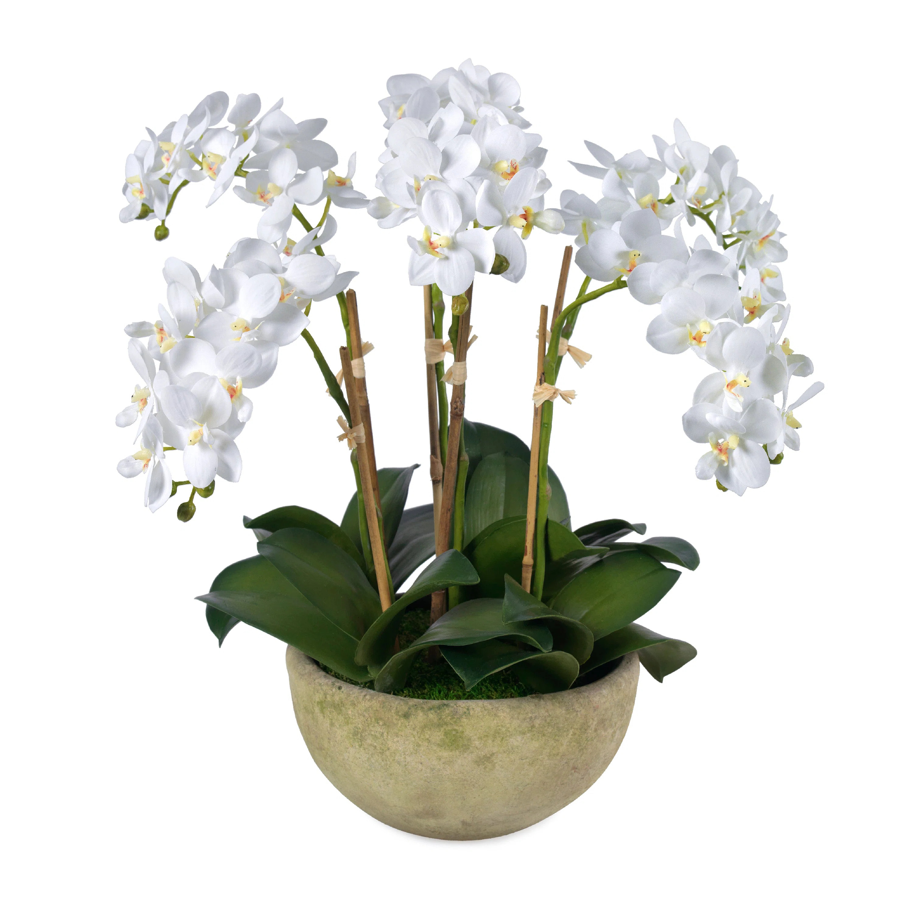 Small Phalaenopsis Orchids, 6 Stems, in Mossed Bowl | Perigold