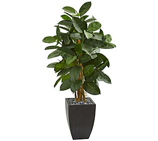 56"" Rubber Tree in Black Planter by Nearly Natu ral | QVC