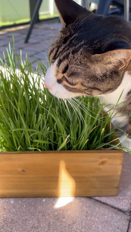 Happy munchies from Louis and Olivia this afternoon 😻🍃🌱 they enjoyed free rein of the cat grass for a bit, along with some nice sunshine after a few days of gray and gross weather ☀️

#LTKhome #LTKfamily #LTKSeasonal