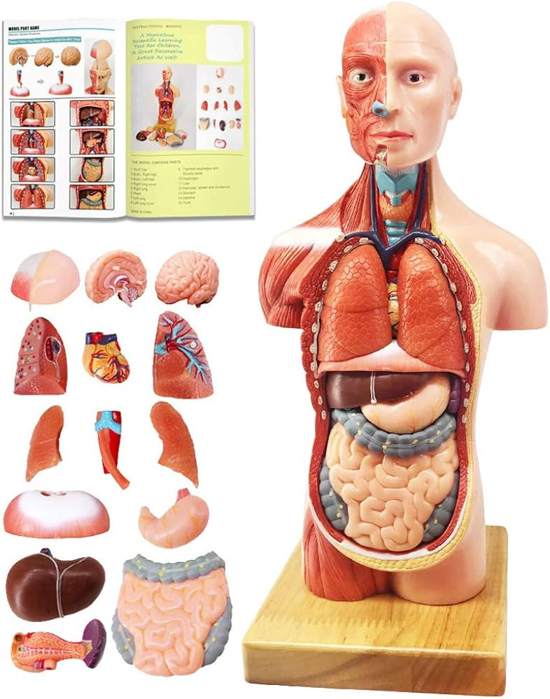 EVOTECH 2024 Newest Human Body Model for Kids, 15 Pcs Removable 11 inch Human Torso Anatomy Model... | Amazon (US)