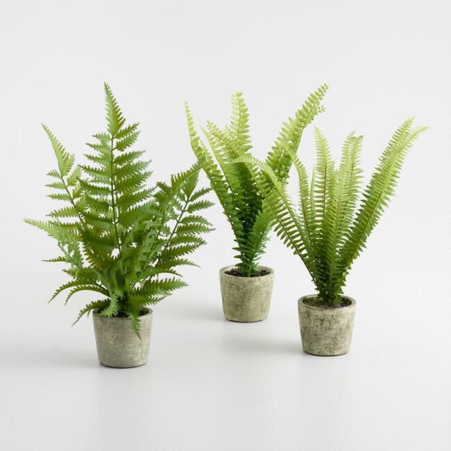Mini Faux Ferns in Gray Pots Set of 3 | World Market