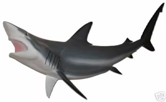 Blacktip Shark  47 Inches  Half Mount | Etsy | Etsy (US)