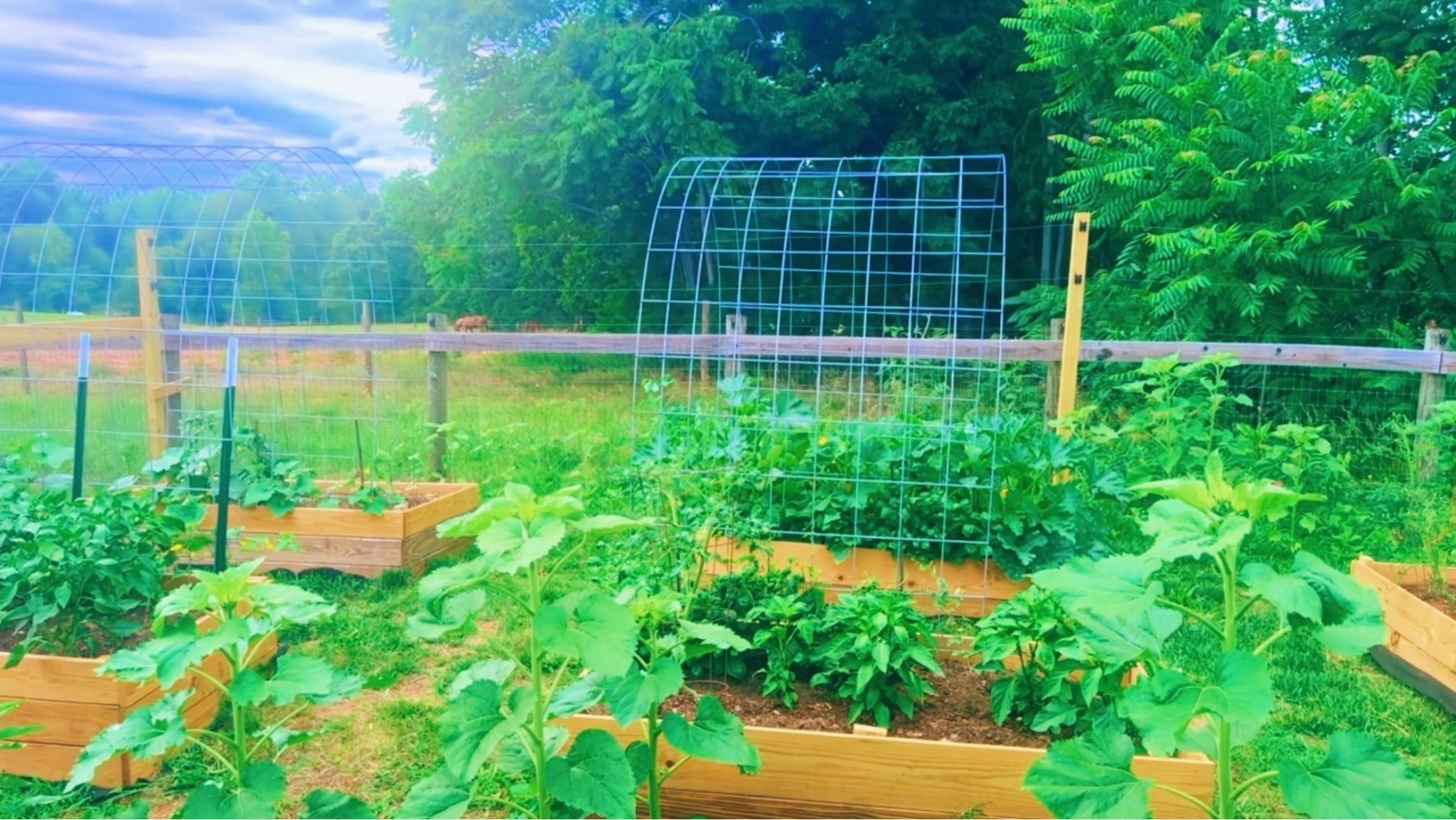 Sweet sweet summertime ☀️ and our very first one here  o n  t h e  f a r m 🌞🪴🌾🌱🌸🌻🪻🐓🚜🫑🌽 #ourfirstsummeronthefarm 

Oh how I love my morning coffee ☕️ front porch and naptime 💤 garden check views 🪴🌾🐴🌸🌱 - which is just  t h r i v i n g (!!) y’all and makes me so happy!! 🤭🫑🍅🥒🌽🪻🌻💐 #frontporchview #farmhouseliving #gardenofmydreams 

A “peach 🍑 cobbler 🥧 on the front porch” 🤍 kind of evening 😋 - these babies 👶🏼🐶👶🏼 and this view have my heart!! 😍 And is there anything better than your firstborn helping with dinner 🍽️ and your veggies 🥗🥒🫑 are picked straight from the garden?! 🪴

And lookie what came in 📦 yesterday y’all…. 🤭 The boys’ swingset (their big birthday present 🎁 this year)!!!! 🛝🙌🏽 They are so excited and Daddy is going to be working on building it for them this weekend!! 🛠️
 
Backyard baseball ⚾️, garden 🪴 checks (& waving hi 👋🏼 to the horsies right behind the garden 🐴), and helping “Dada” pick the perfect 🤩 spot (with the pretty mountain ⛰️ view behind it 🫶🏽) to put the swingset when he builds it!! 🌅 Oh how we love this slice 🌳 of heaven 🐓 on earth so!!! 🌾 #firstsummeronthefarm