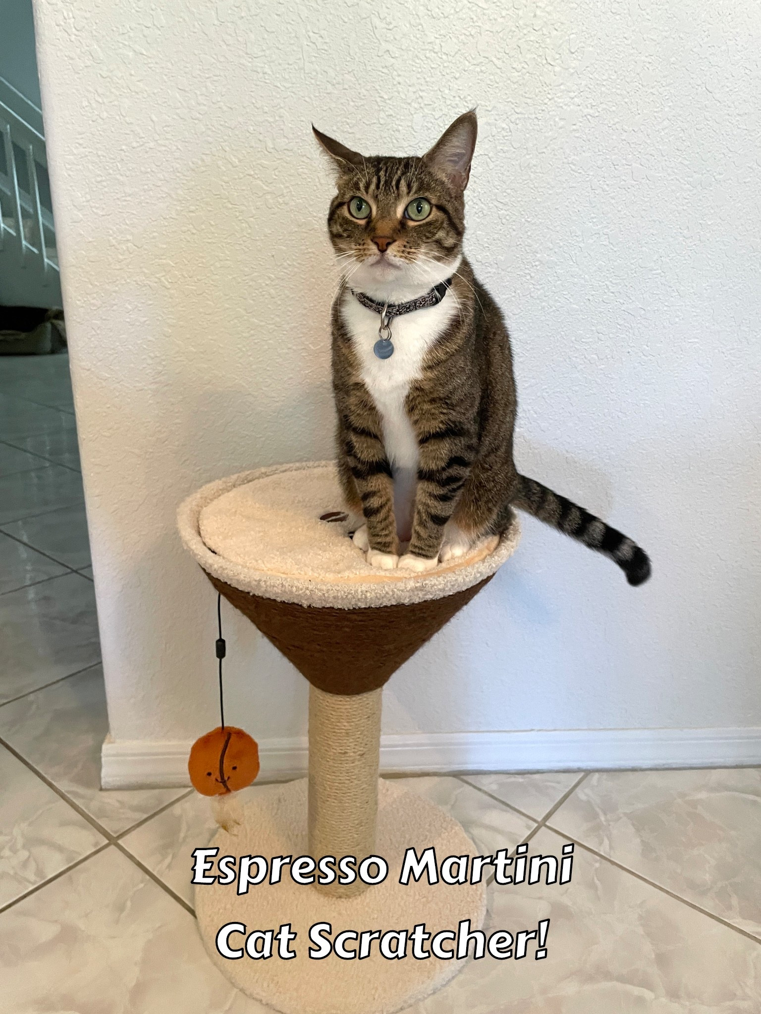 pet finds, cat finds, cat scratcher, cat toys, home finds, cats, cat must haves


#LTKPets #LTKFindsUnder50 #LTKHome