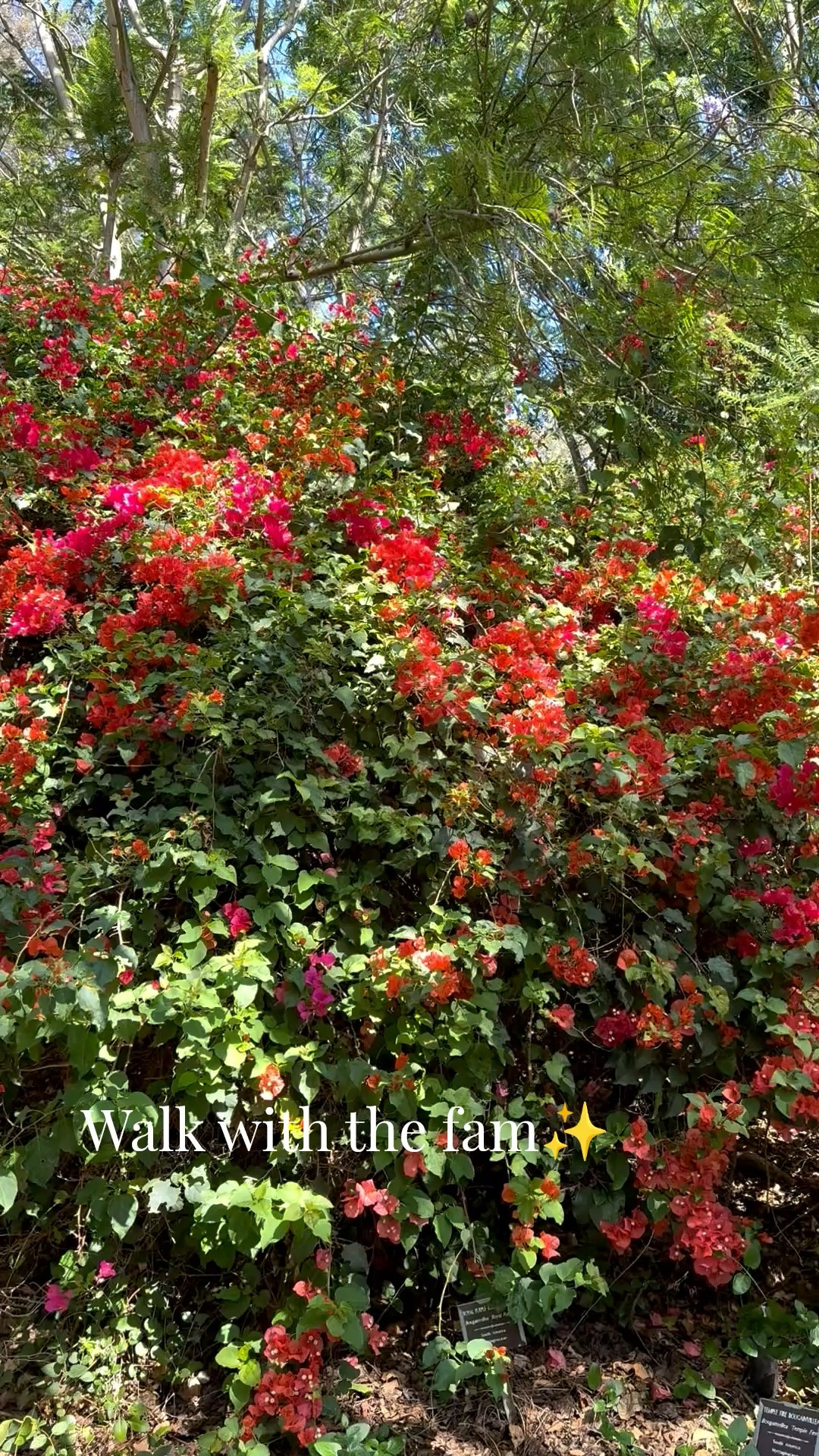 I’ve worn the hokas for a month and I love them 

#hokas #runningshoes #running #walking 

#LTKdayinmylife #LTKActive #LTKBump