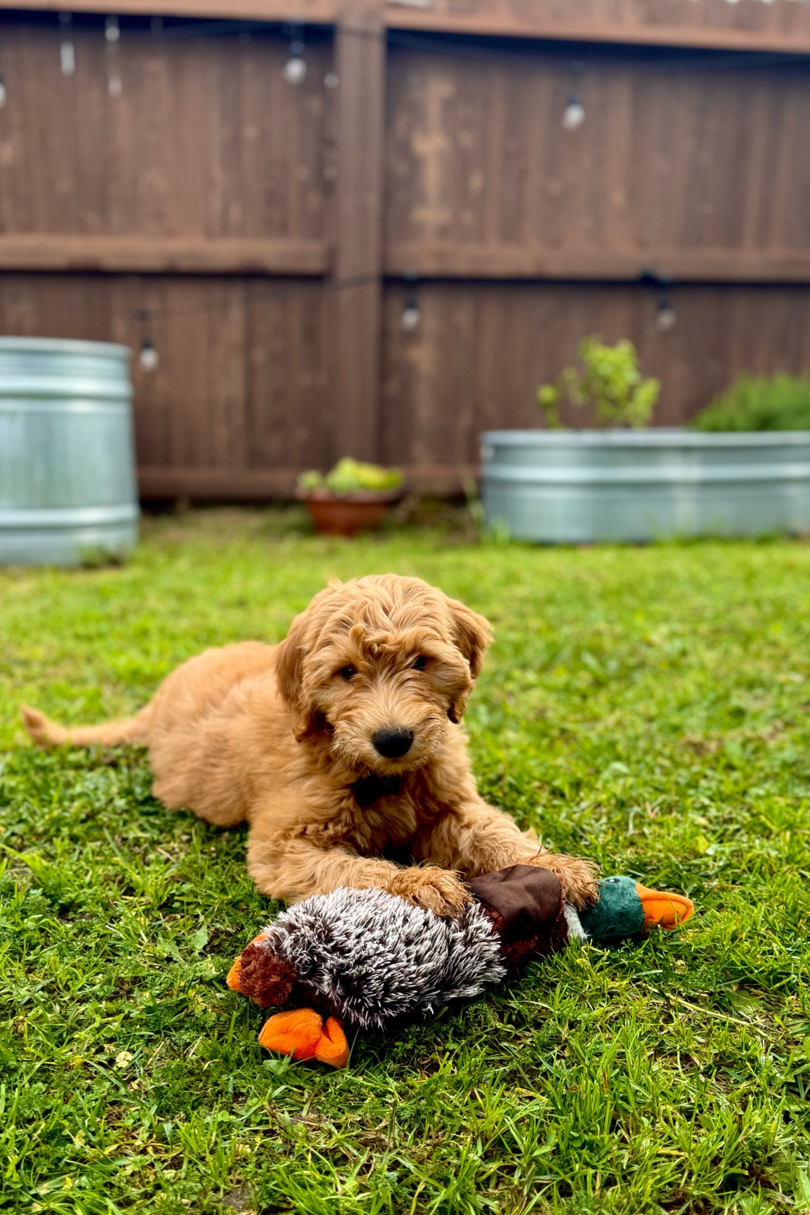 Buddy Boy 🧡

#goldendoodle #puppy #goldens #doggear 

#LTKActive #LTKFamily #LTKHome