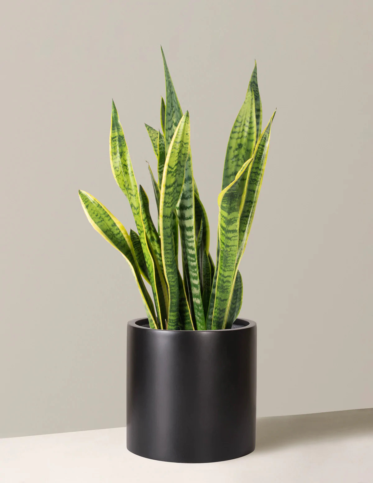 Large Snake Laurentii
    $196$172
         Save 10% | The Sill