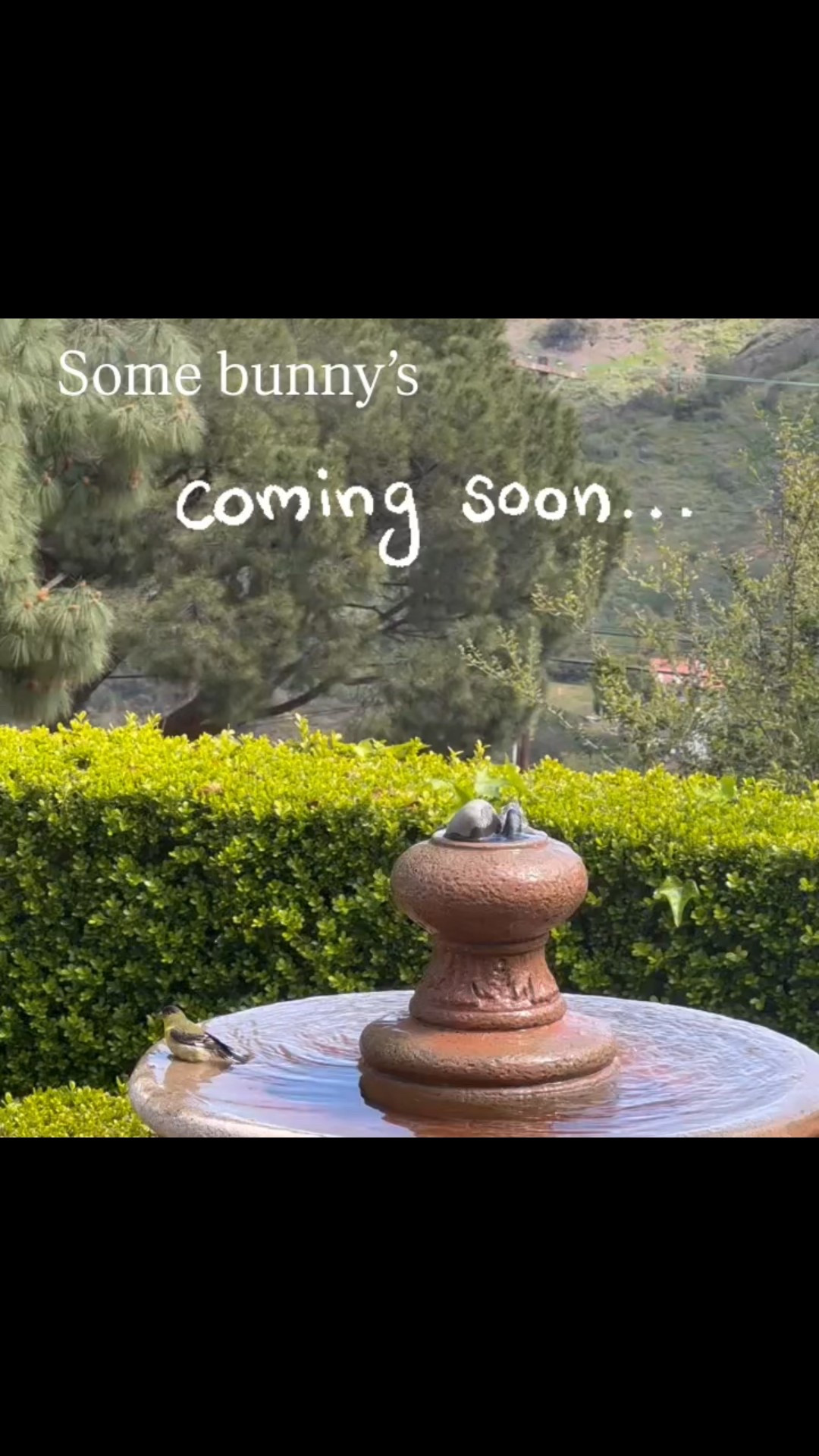 I think I like decorating my house for Easter even more than I do Christmas. Something about all the pretty pastel colors and the sun shining and the flowers blooming - it’s just my favorite time of year!
Everything used is still available on my LTK!


#eastertjme #easterbunny #easterdecor #easterdinner #easterbrunch #eastergifts #eastertable #decoratingforeaster



#LTKParties #LTKHome #LTKSeasonal