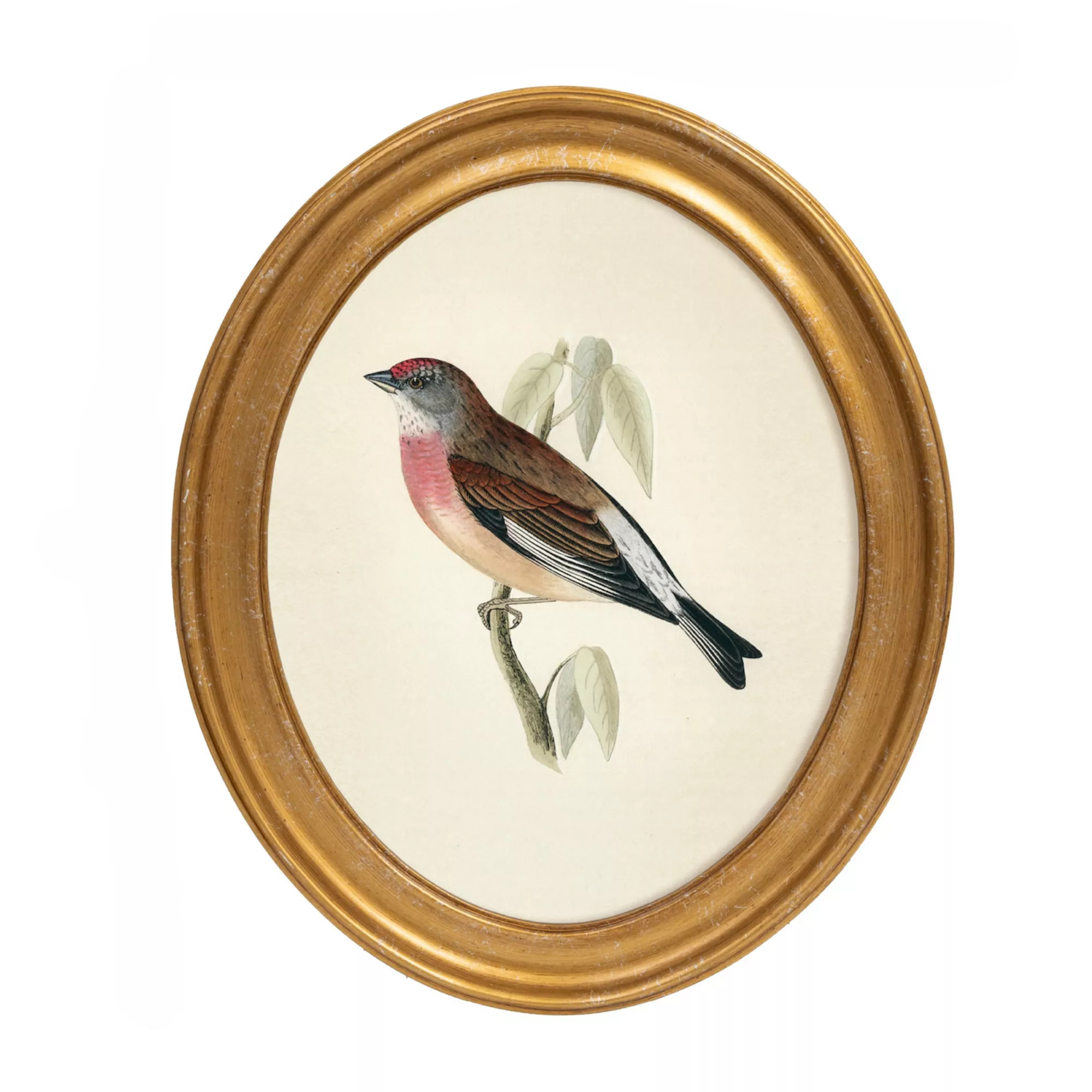 Belle Maison 10" x 12" Oval Bird Wall Art Under Glass | Kohl's