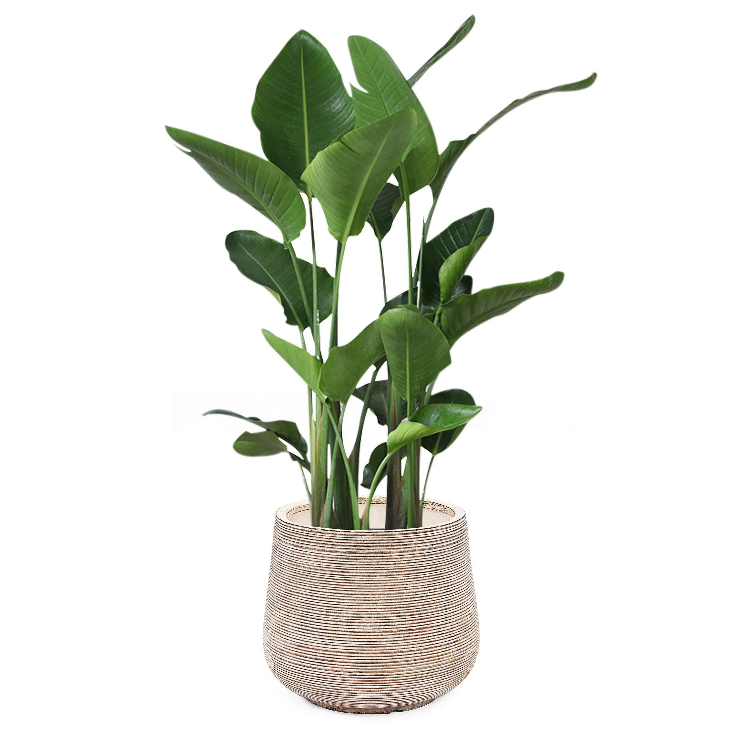 Joss & Main Paloma Magnesium Oxide Pot Planter & Reviews | Wayfair | Wayfair North America