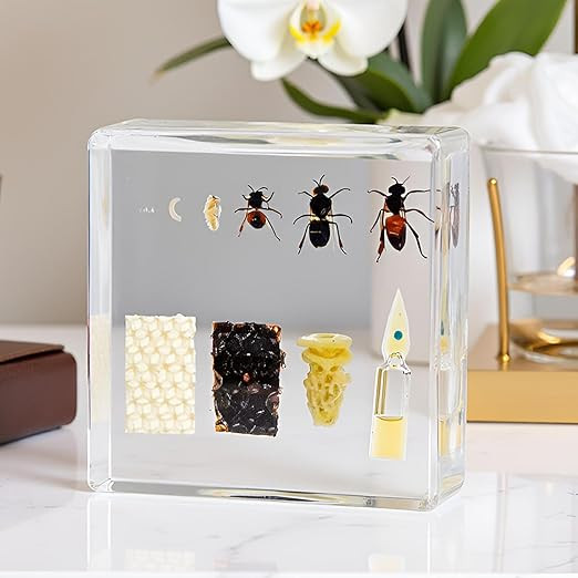 Lifecycle of Honey Bee in Resin, Real Honeybees Specimens Apocrita Taxidermy Insect Larvae for Sc... | Amazon (US)