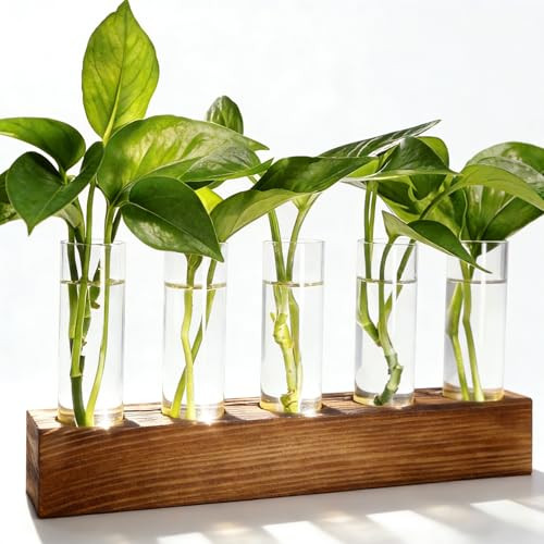 Renmxj Plant Propagation Station, Plant Terrarium with Wooden Stand | Amazon (US)