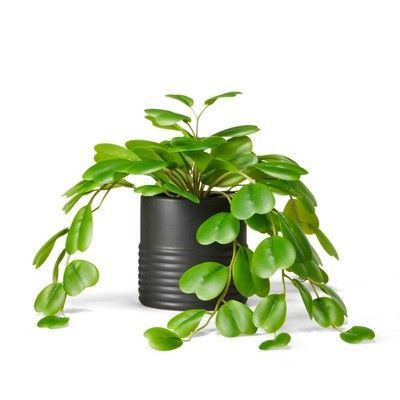 13" x 8" Faux Hoya Kerii Plant in Ribbed Pot Black - Hilton Carter for Target | Target