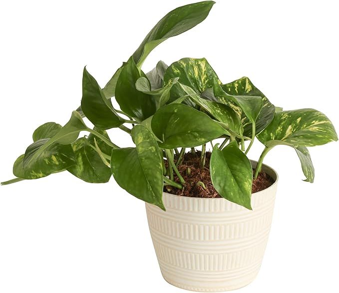 Costa Farms Devil's Ivy Golden Pothos, White-Natural Decor Planter Live Indoor Plant 10-Inches Ta... | Amazon (US)