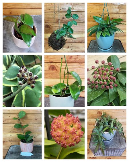 All of these Hoya’s are from my favorite plant shop. These plants are healthy, mature specimens ready to give the gift of blooms with a little care on your part and a brightly lit room. 
.
#hoya #garden #indoorgarden

#LTKhome