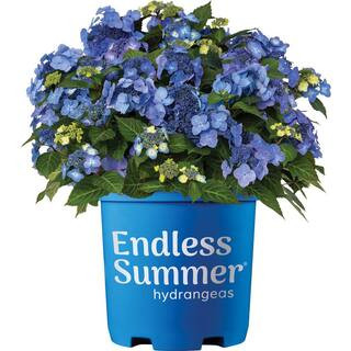 Endless Summer 2 Gal. Pop Star Reblooming Hydrangea Flowering Shrub with Electric Blue or Pink La... | The Home Depot