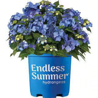 Endless Summer 2 Gal. Pop Star Reblooming Hydrangea Flowering Shrub with Electric Blue or Pink La... | The Home Depot