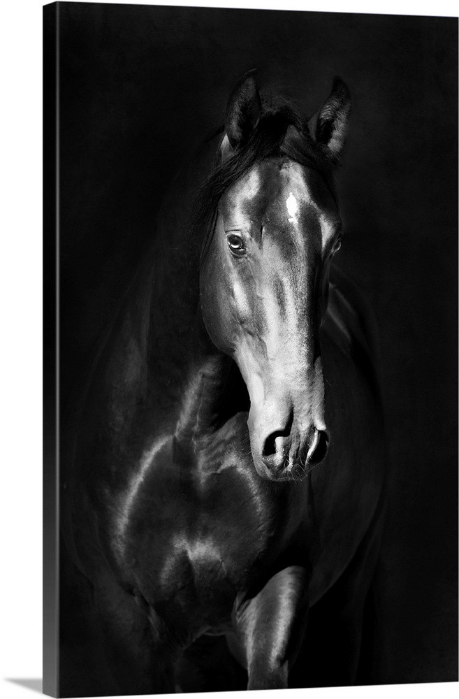 Black Kladruby Horse Portrait In The Darkness Wall Art | Great Big Canvas - Dynamic