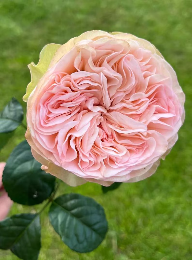 Rose “springfield" Florist Rose Live Plant - Etsy | Etsy (US)