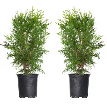 2.5-Quart Screening Green Giant Arborvitae (2-Pack) In Pot (With Soil) | Lowe's