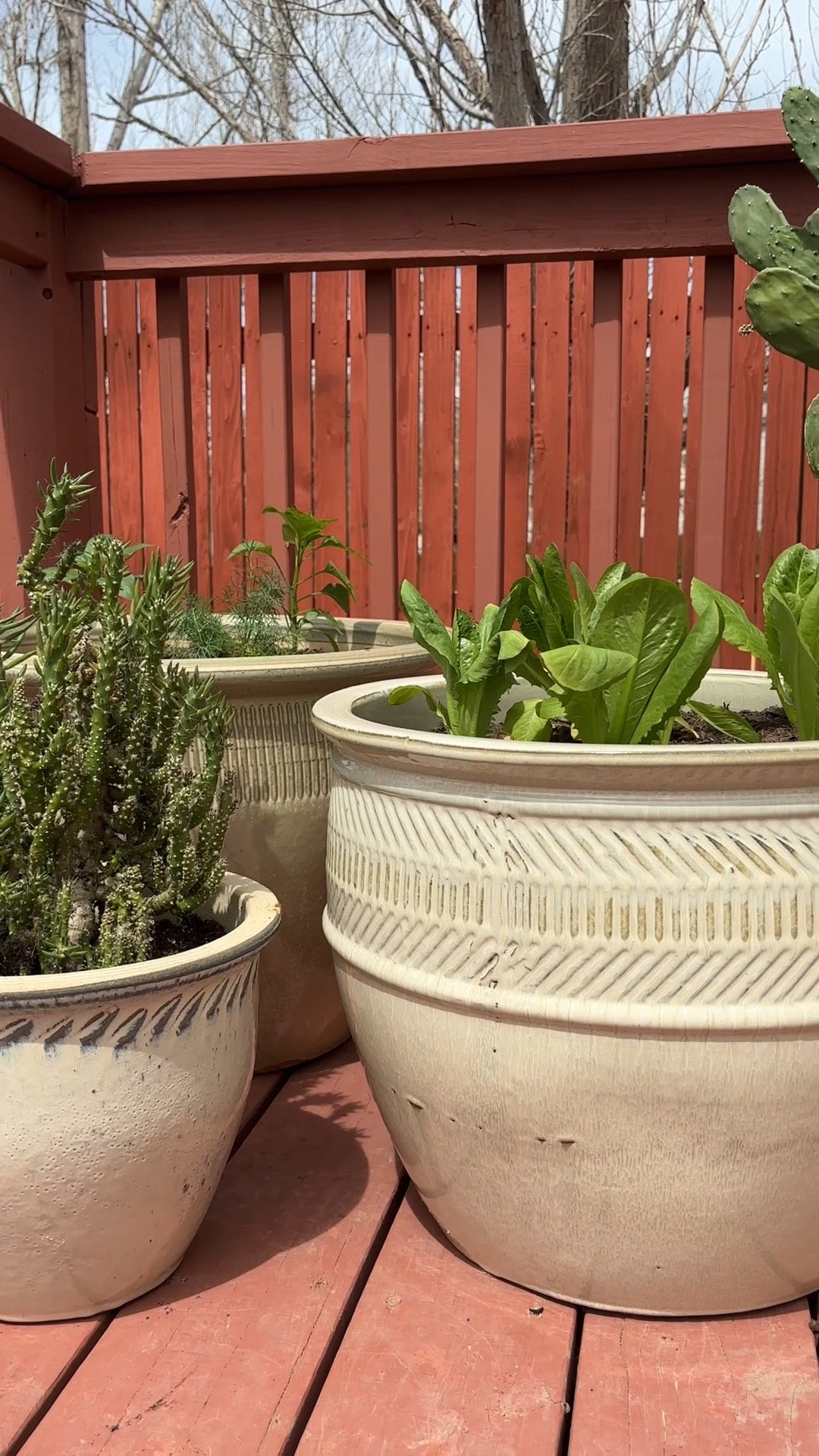 Outdoor planters from At Home. 
Gave some of my cacti a little upgrade and started a mini herb garden  

#LTKHome