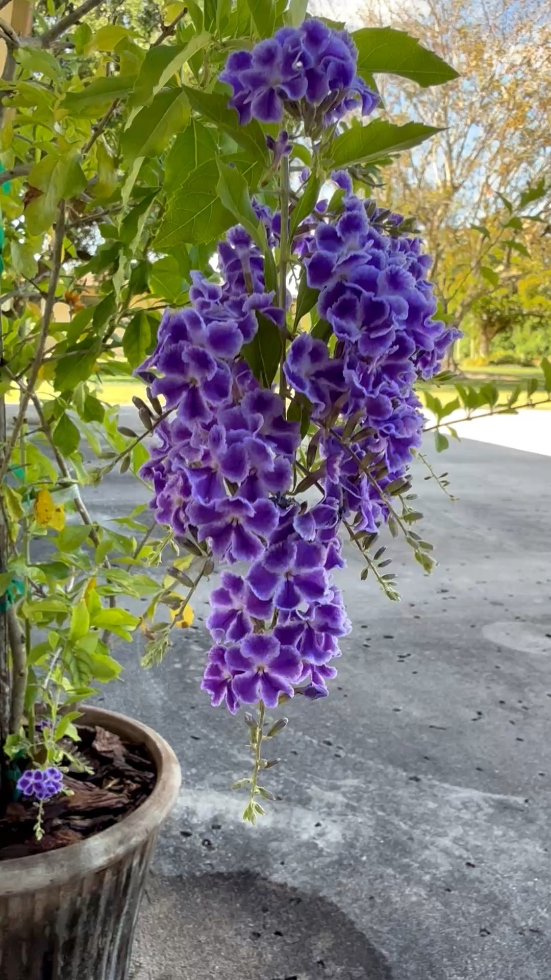 I planted this purple beauty a few years ago and I’ve been caring for it minimally (watering a couple times a week). But lately, she’s really been showing off to the point that I’m considering planting a few more in pots because her blooms are stunning bursts of color. This plant makes a great hedge or upright ornamental ‘tree.’ For reference, I’m in zone 10b.

#summergarden #containergarden #purpleflowers #uprightornamemtal #patiogarden #deckgarden #easygarden #containerplants

#LTKHome #LTKSeasonal