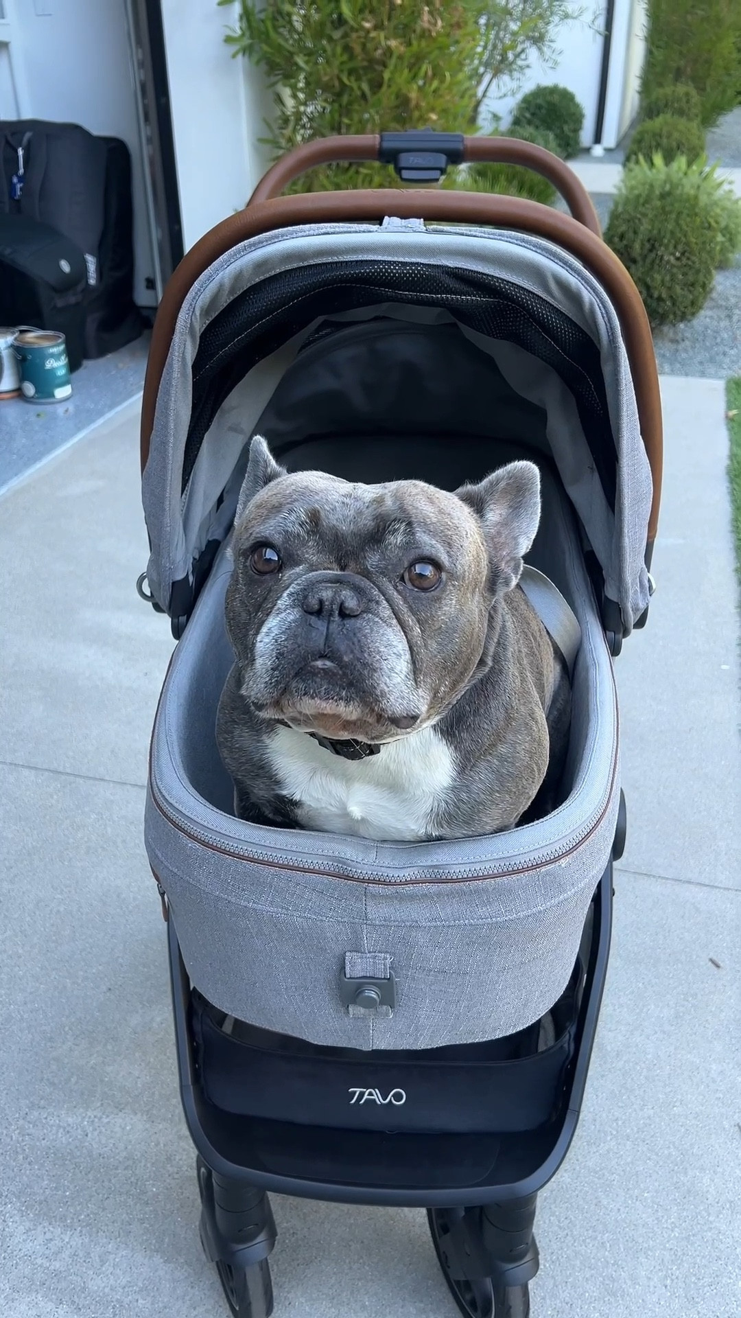 They see me strollin, they hatin’ 🎶🐾😂 Jax (& his little legs) can’t wait for long walks in his new @tavopets ride!

#LTKActive #LTKPets #LTKTravel