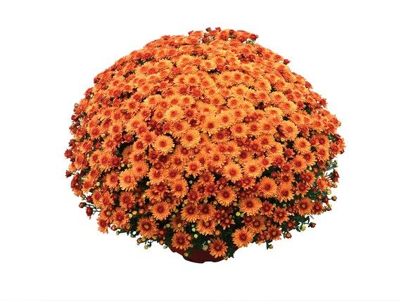 Orange Fall Garden Mum in Decorative 3 Quart Planter - Etsy | Etsy (US)
