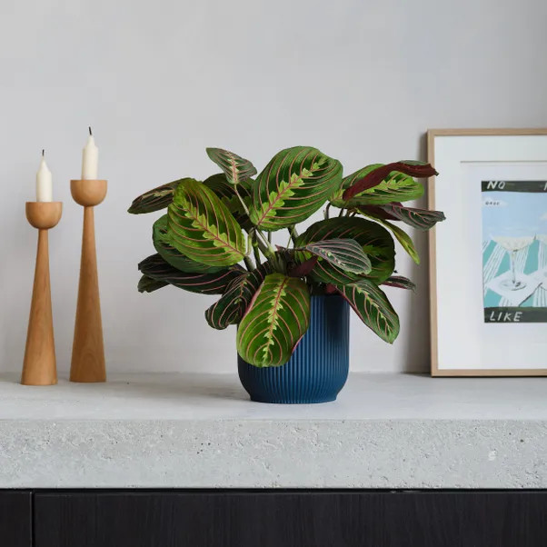 Prayer House Plant in Elho Pot | Dunelm (migrated)