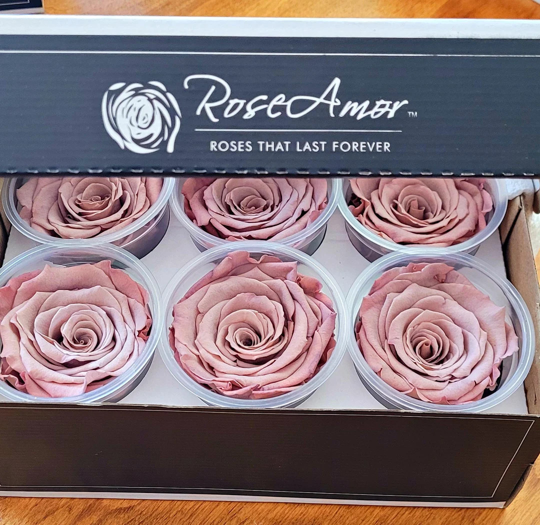 Blush Preserved Rose Six Packs - Etsy | Etsy (US)